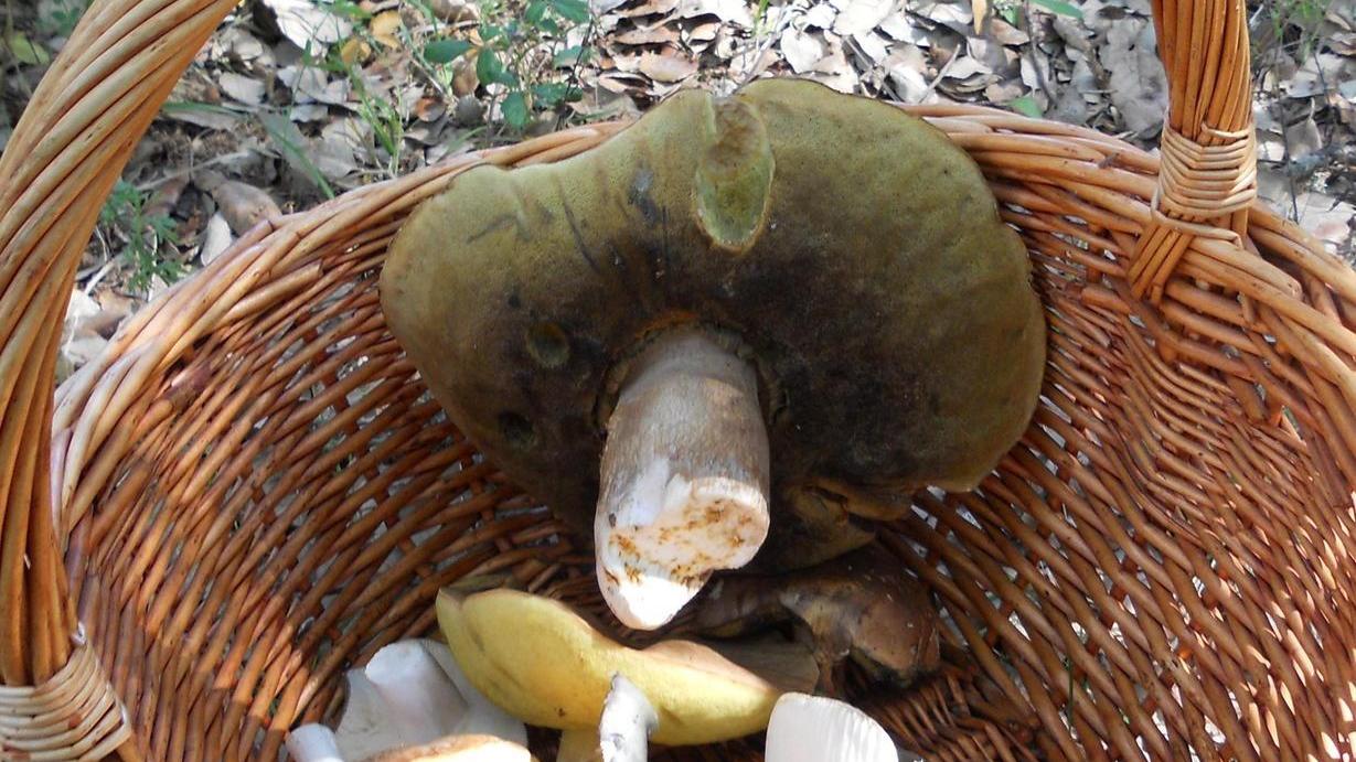 Ispettorato micologico, 2 sedi in funzione