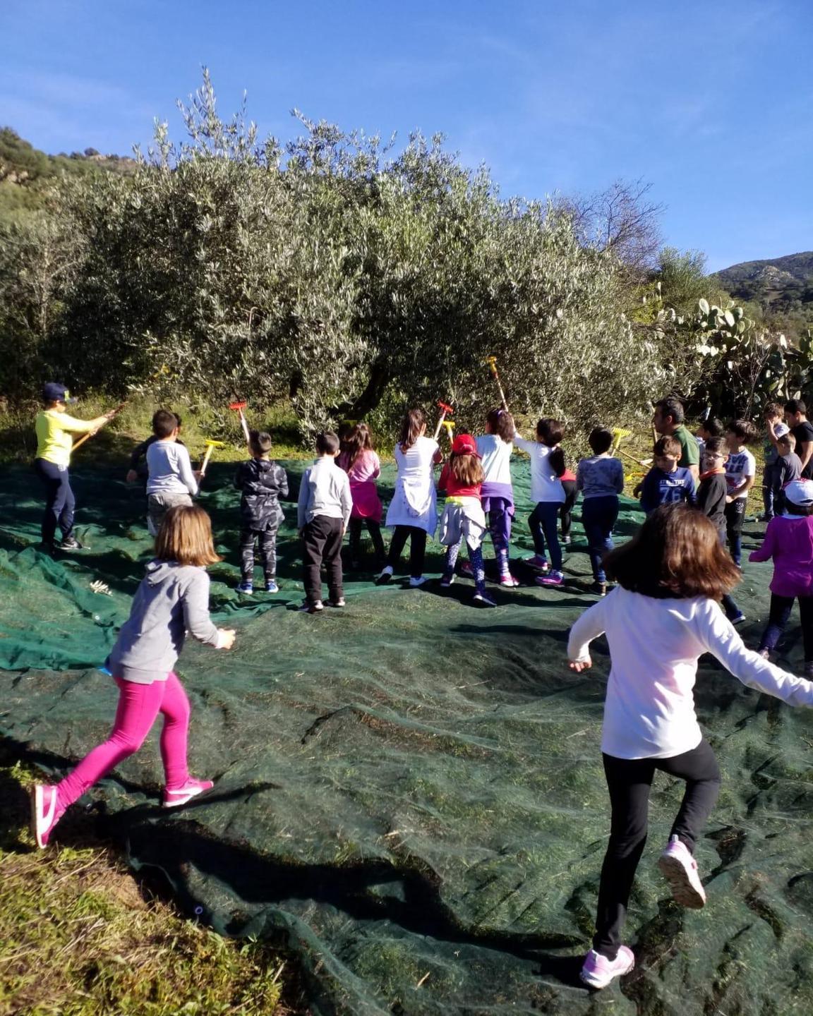 Lodè, chiude con successo il laboratorio “Dall’ulivo all’olio”
