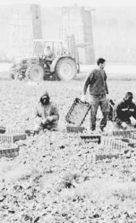 Agricoltura, aziende a rischioper gli alti costi di produzione