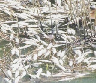 Sostanze inquinantigettate nel canale: scattano le indagini
