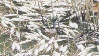 Sostanze inquinantigettate nel canale: scattano le indagini