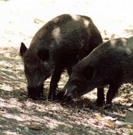 Caccia al cinghiale, incontri con l’Assl 