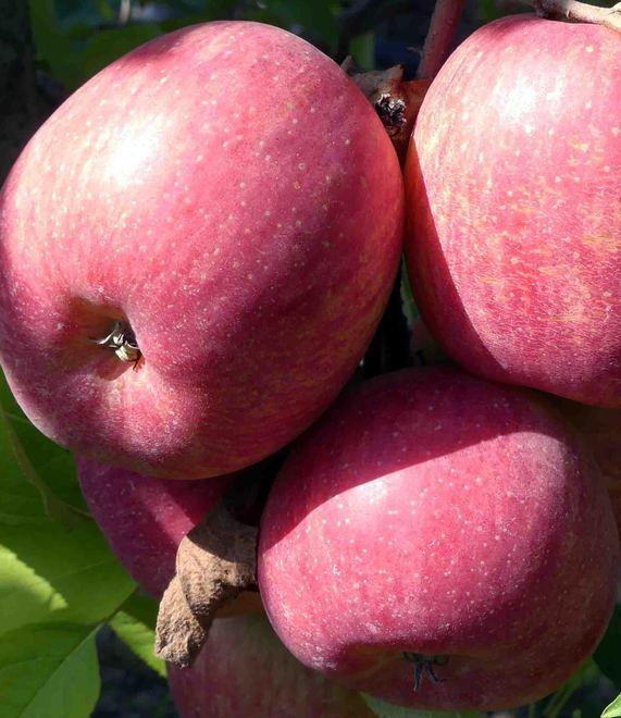 La merenda più sana ha il sapore di frutta Incontri con i bimbi 