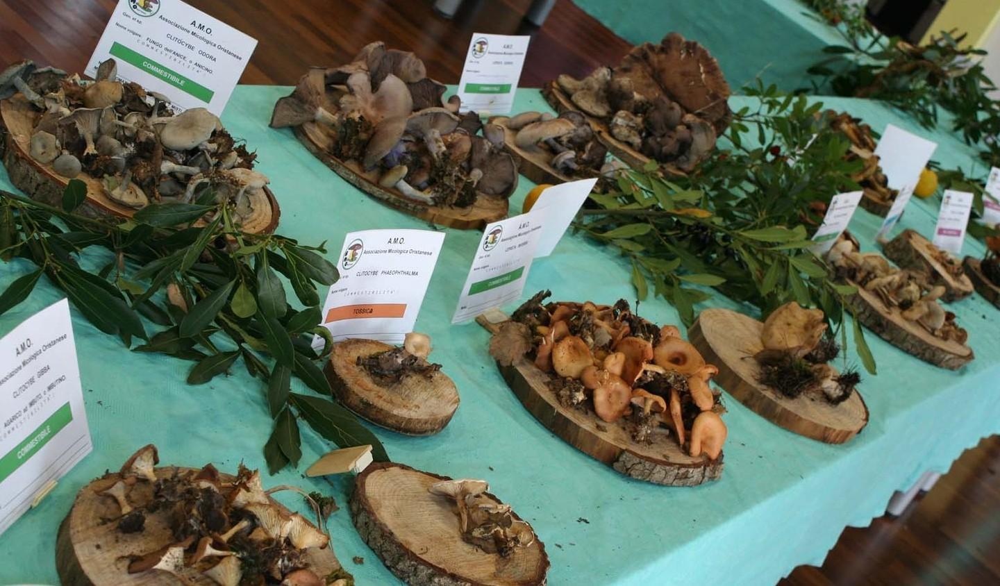 I funghi e il vino dei poveri uniti in una sola rassegna 
