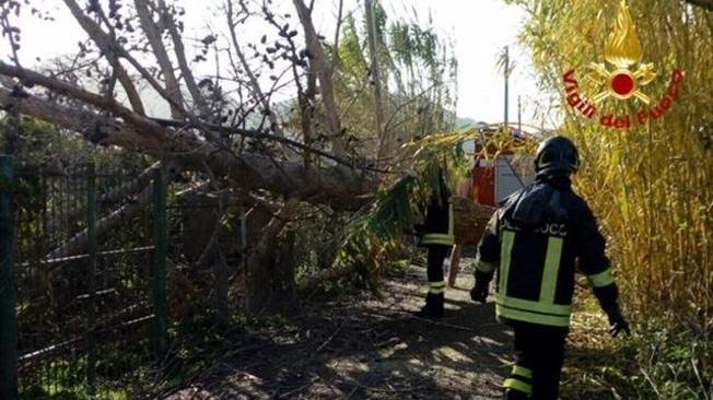 L'Oristanese spazzato dal vento, un albero caduto blocca un bus tra Macomer e Santulussurgiu