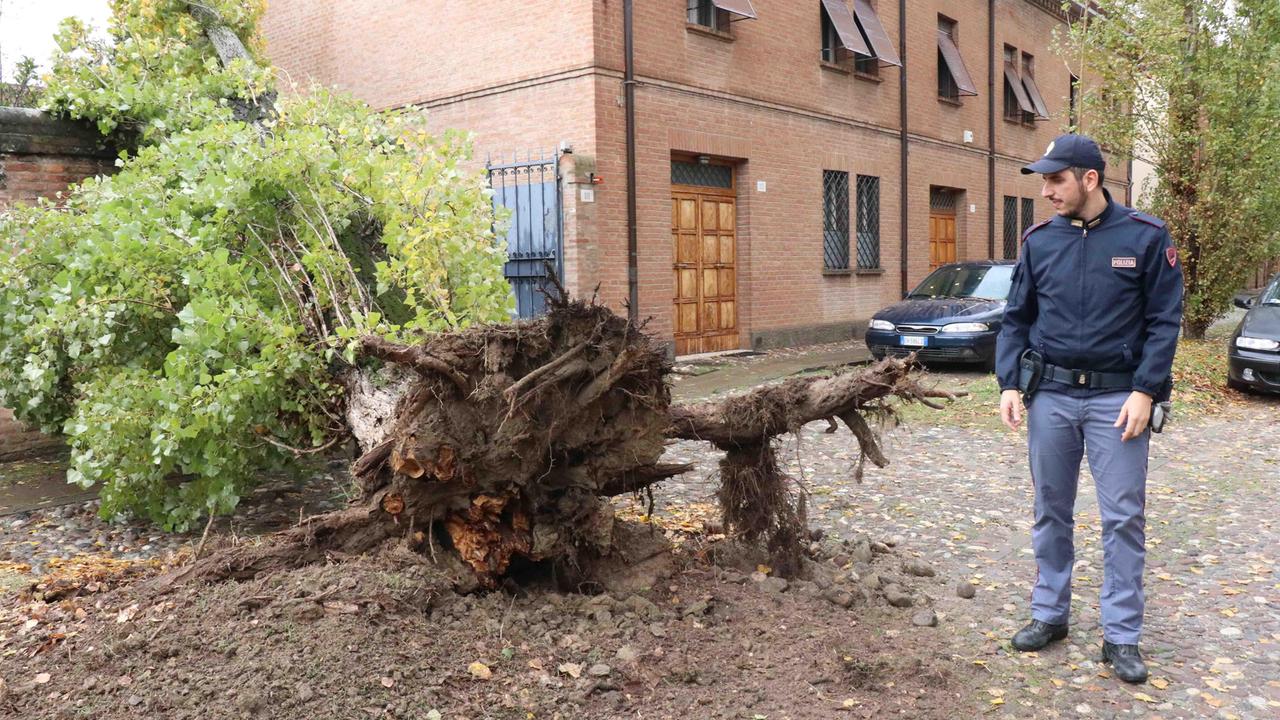 Uno degli alberi caduti in corso Ercole I d'Este