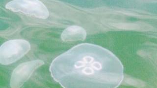 <strong>INVASIONE </strong>Da Follonica a Orbetello le meduse sono arrivate sul litorale maremmano al termine della stagione Il picco tra Giglio e Giannutri