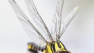 Una libellula