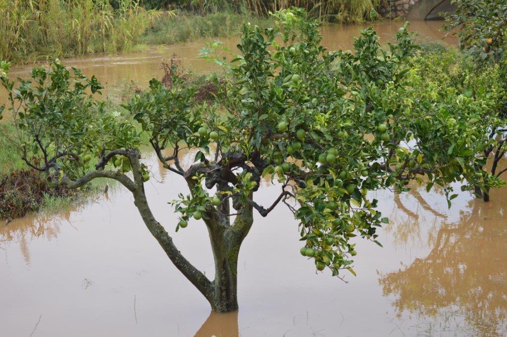Un frutteto allagato in Baronia (foto Sergio Secci)