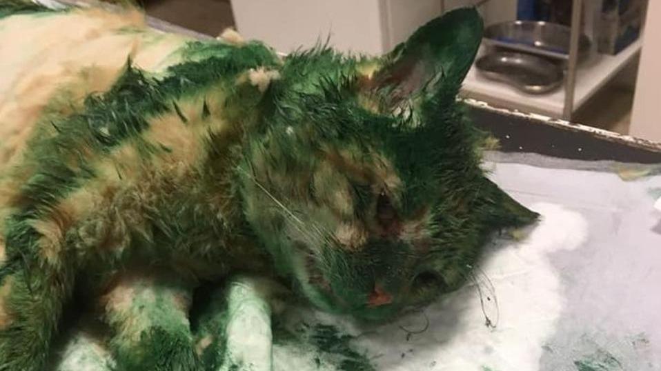 Maranello Vernice in testa al gatto «Folle gesto? Aiutateci»