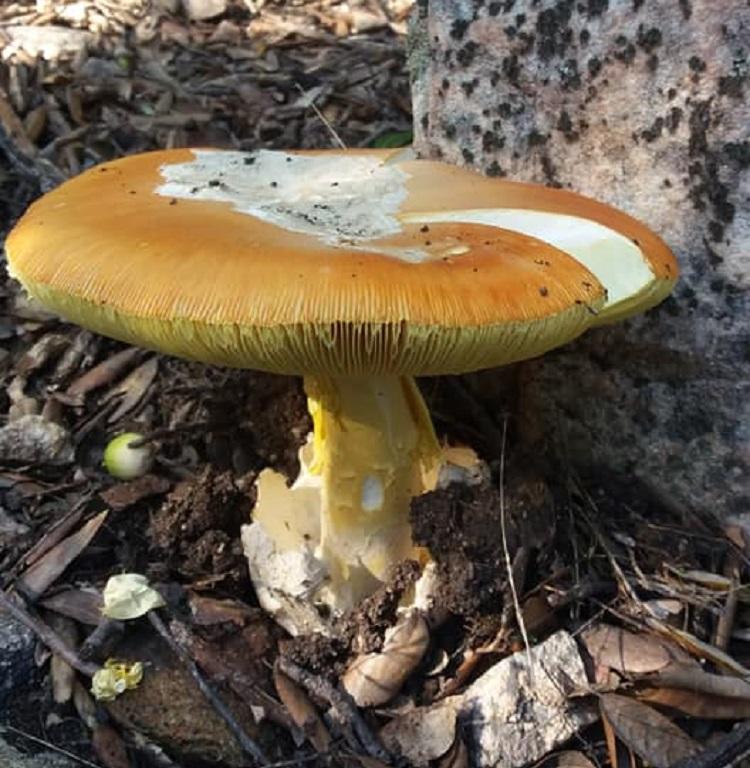 Un ovulo da 820 grammi nelle campagne di Castiadas