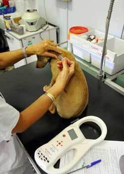 Sterilizzazione delle cagne, un contributo arriva dal Comune 