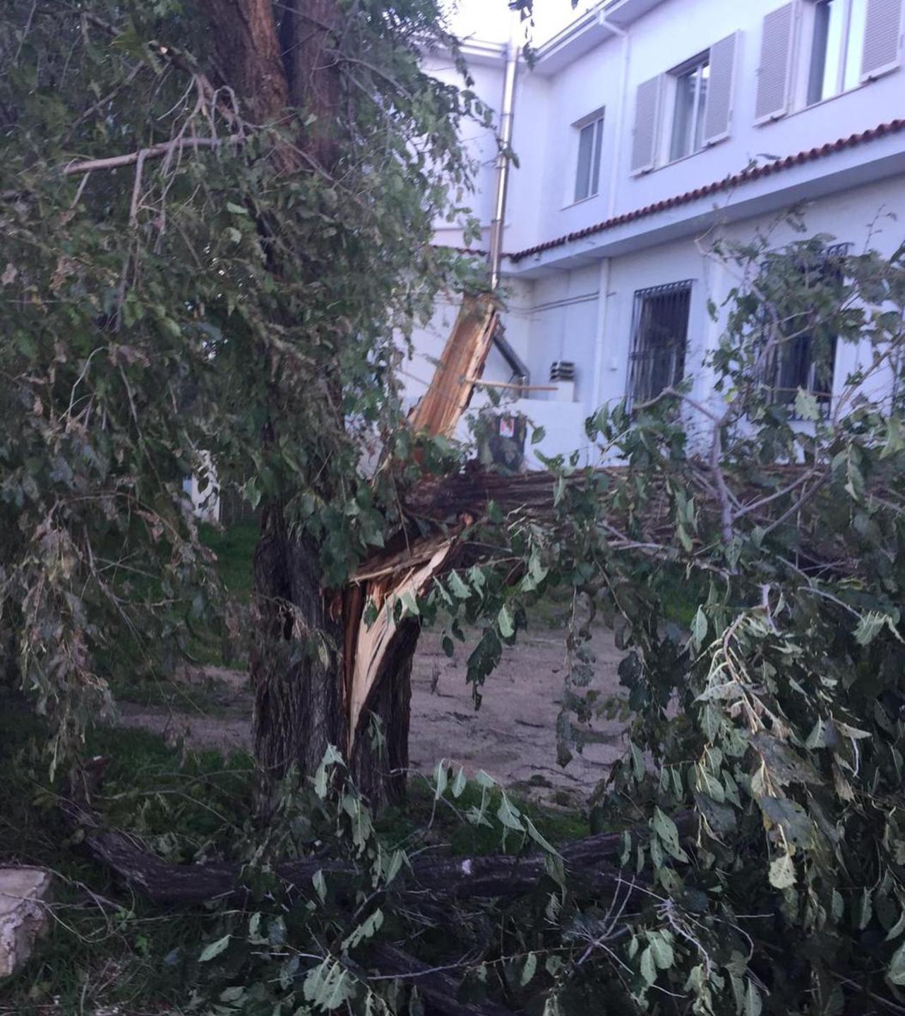 Posada: albero su un’auto, donna ferita 