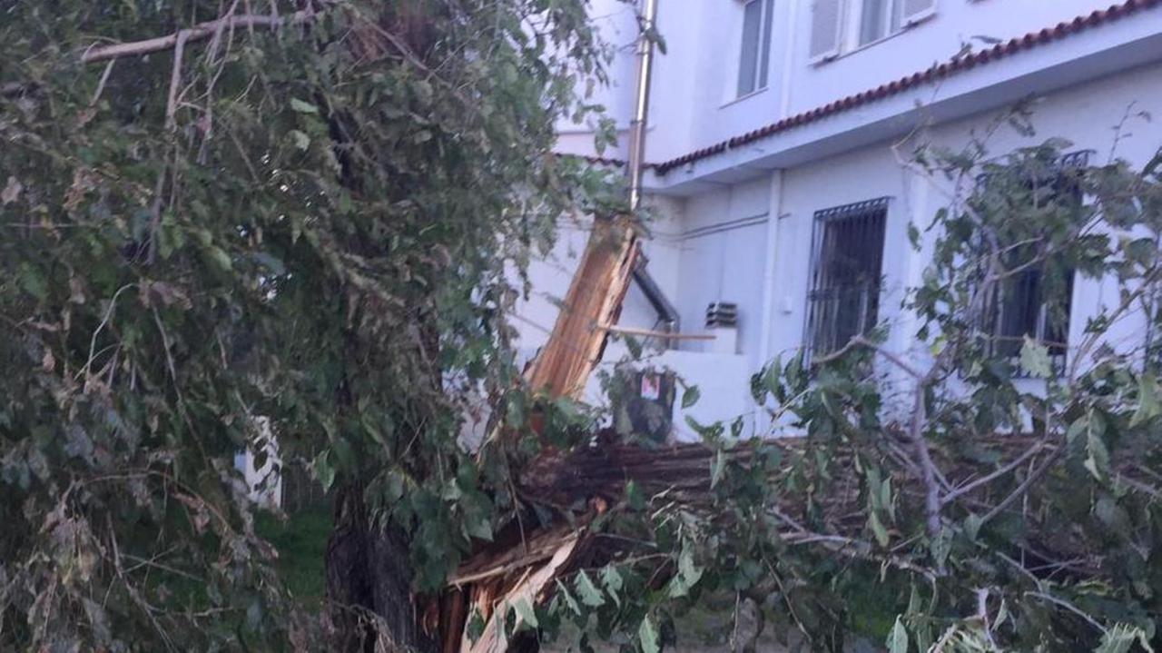 Posada: albero su un’auto, donna ferita