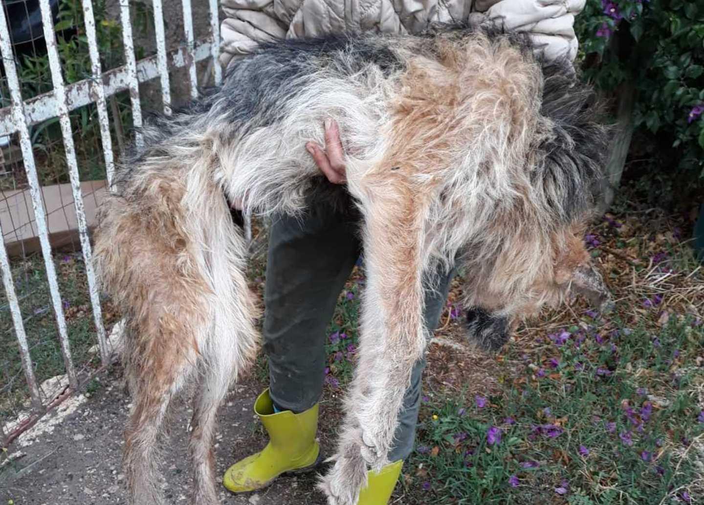 Sassari, Lola e Symba salvati dall’inferno 