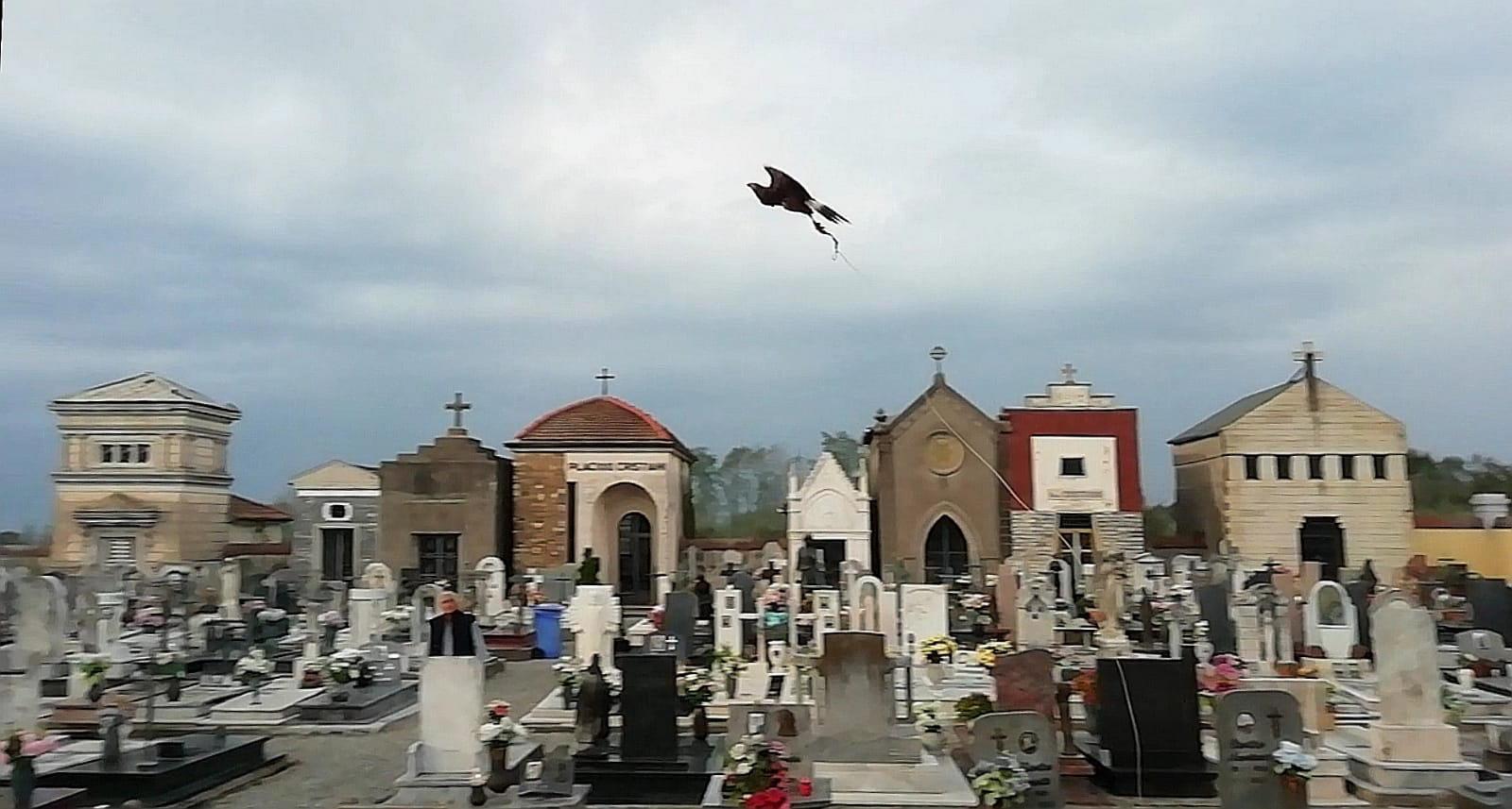 Il falco in azione al cimitero di Orentano