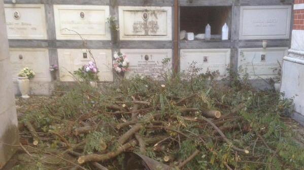 Alberi caduti disastro accanto alle tombe