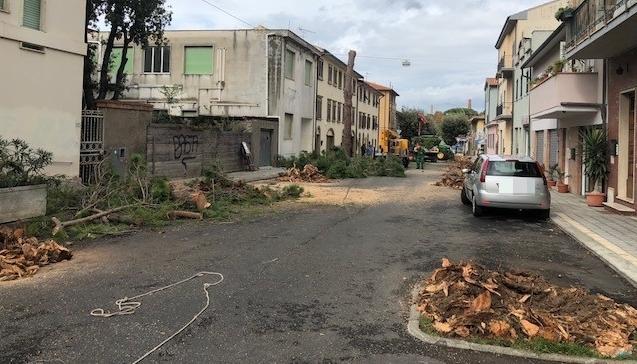 Giù i pini su via Boccaccio 