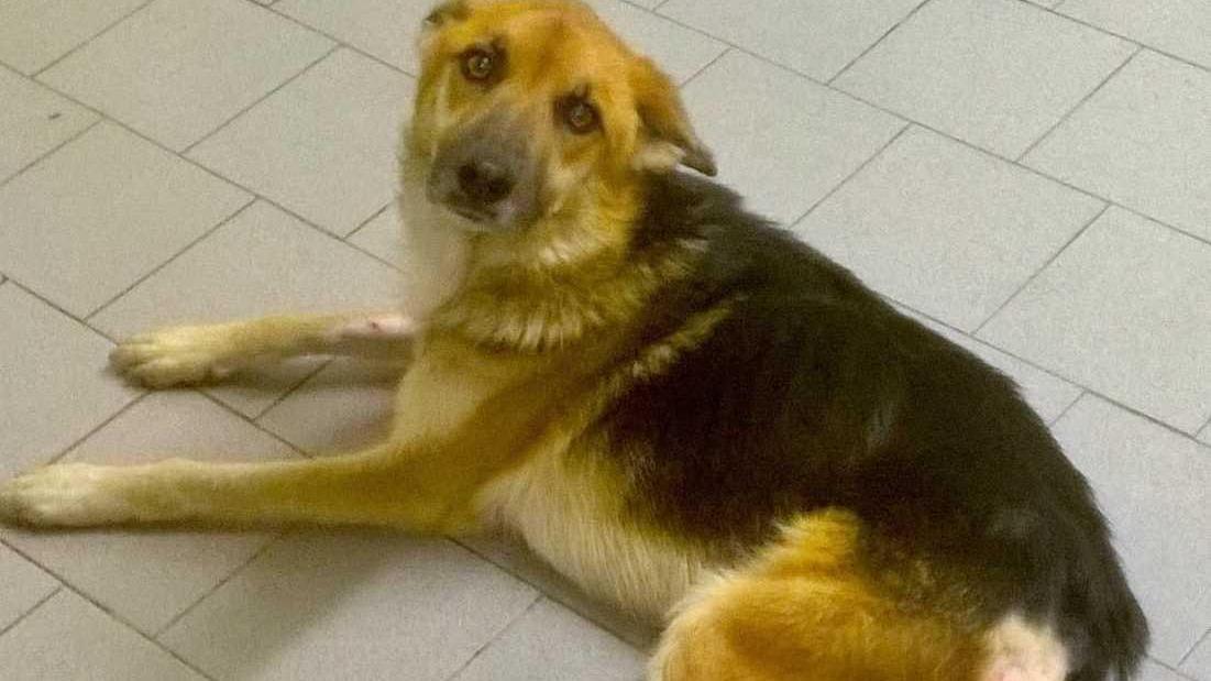 Cani maltrattati a Sassari: Symba è fuori pericolo, Lola è ancora gravissima