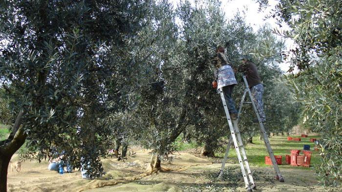 Volano le esportazioni dell’agroalimentare. Più 103% nei primi 6 mesi