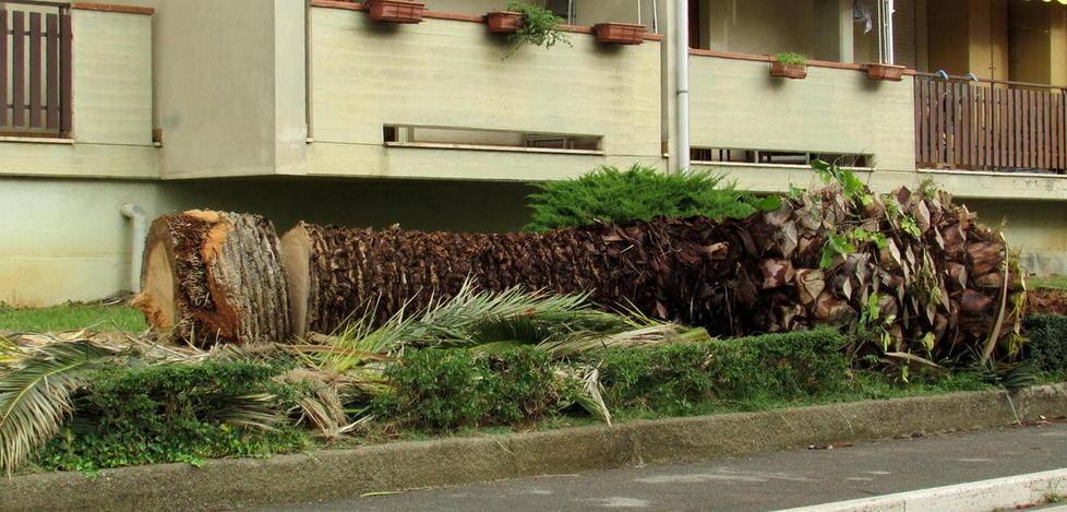 Incubo punteruolo Addio alle palme lungo via della Pace 