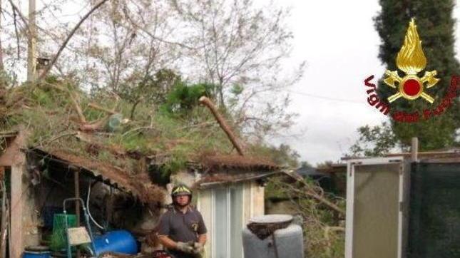 Albero piomba su annesso agricolo