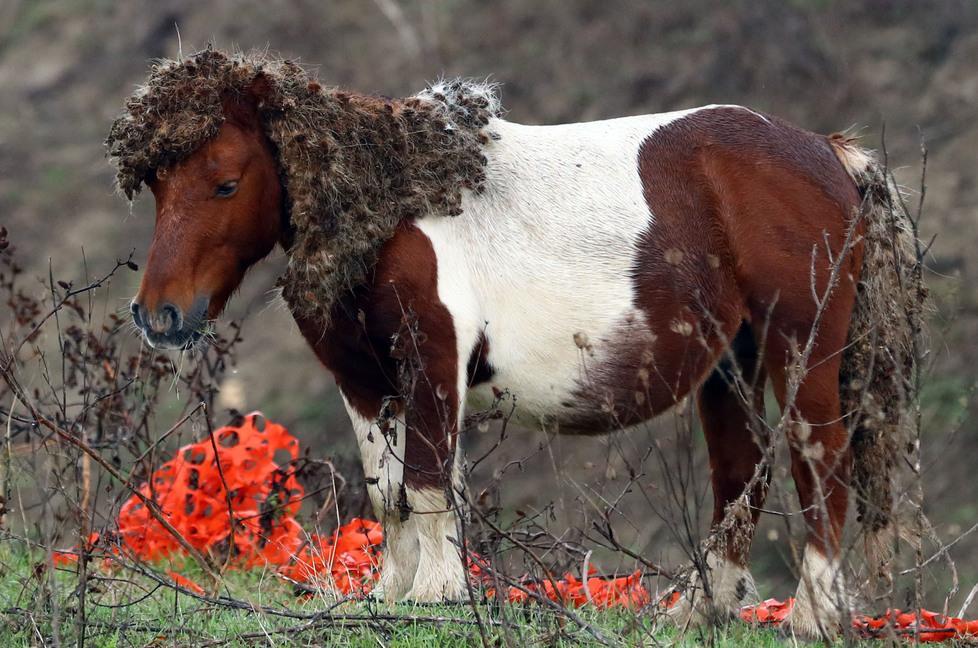 Cavalli abbandonati in valle, non hanno cibo né acqua 