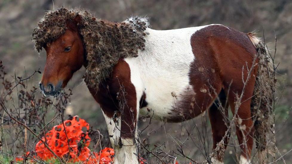 Cavalli abbandonati in valle, non hanno cibo né acqua