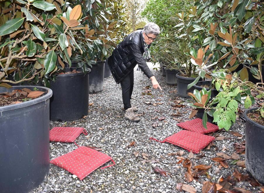 Stefania Canneti mostra i quattro cuscini trovati tra le magnolie nel vivaio (Foto Gori)