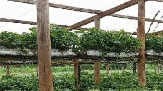 Un concerto benefico per salvare il fragoleto distrutto dal vento