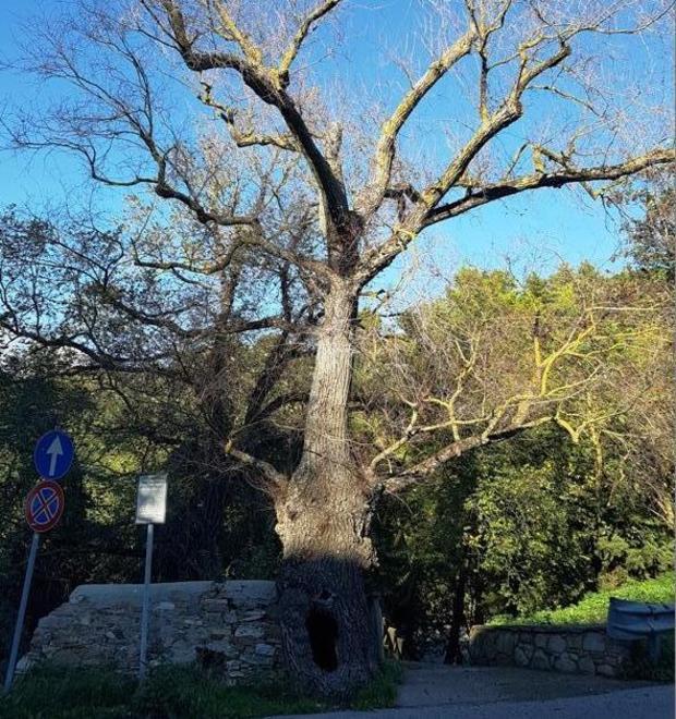 S’inaugura la mostra sulle opere dedicate all’Albero di Cecchino 