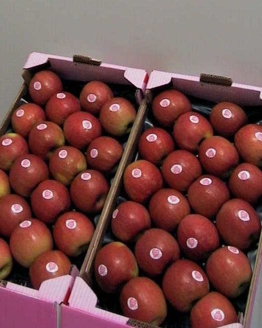 Studenti alla scoperta della mela “Pink Lady”