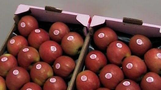 Studenti alla scoperta della mela “Pink Lady”