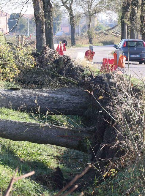Ciclabile pericolosa nel tratto alberato E il Comune la chiude 