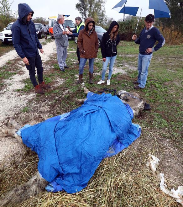 Un esemplare ieri curato sul posto Resta grave