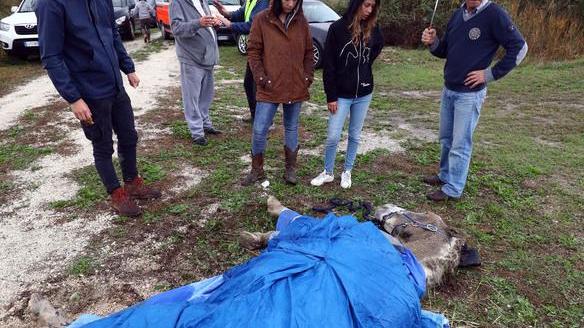Un esemplare ieri curato sul posto Resta grave