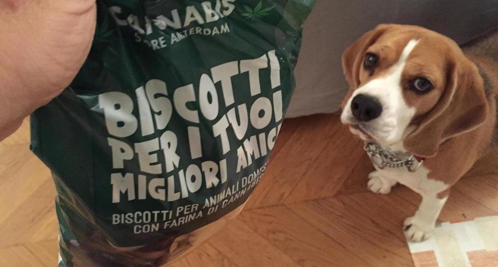 La beagle Zoe davanti a un sacchetto di biscotti alla cannabis per cani