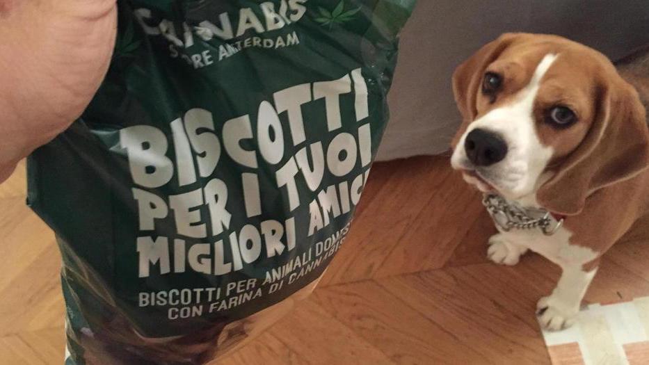La beagle Zoe davanti a un sacchetto di biscotti alla cannabis per cani