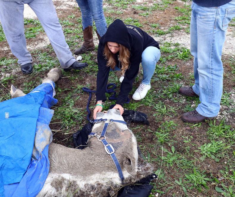 Corsa contro il tempo per salvare i cavalli: ma ne è morto un altro 