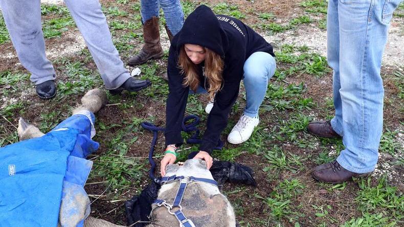 Corsa contro il tempo per salvare i cavalli: ma ne è morto un altro
