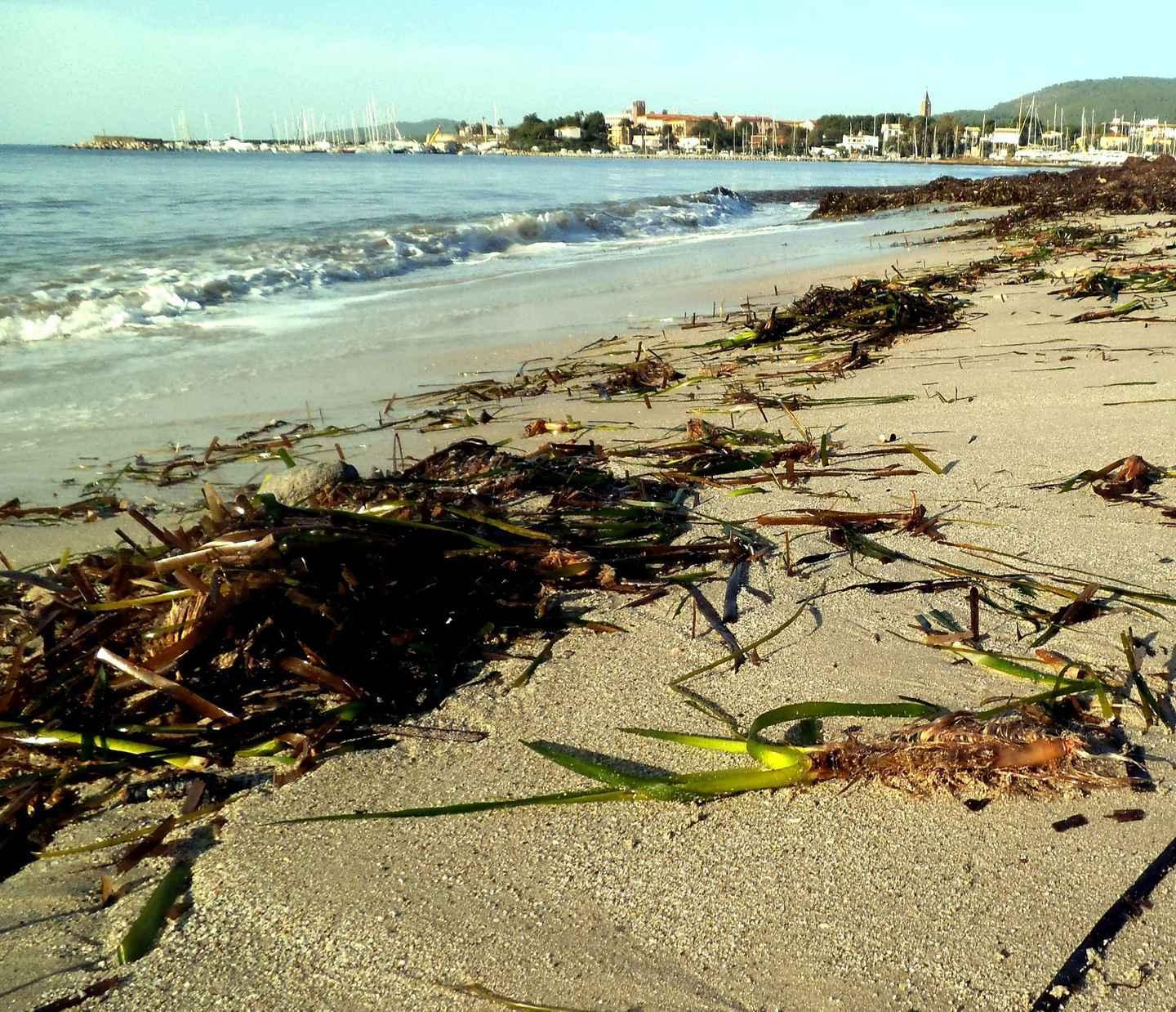 Posidonia strappata via dai marosi 