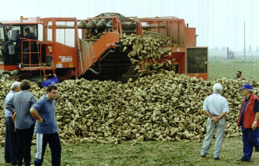 Il caldo uccide le bietole Allarme per rese e prezzi 