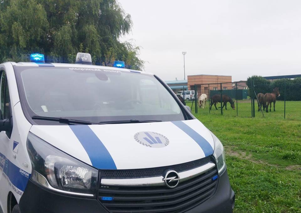 Cavalli in fuga a Cadelbosco, "fermati" dalla Municipale