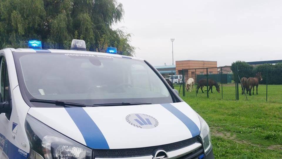 Cavalli in fuga a Cadelbosco, "fermati" dalla Municipale
