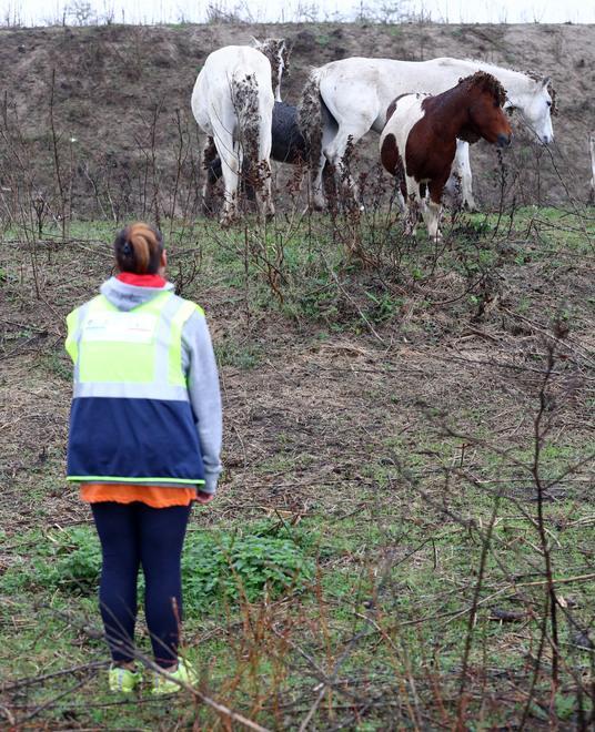 Corsa per salvare i cavalli, in Valle arriverà il fieno. In campo anche la nipote di Silvio Berlusconi 