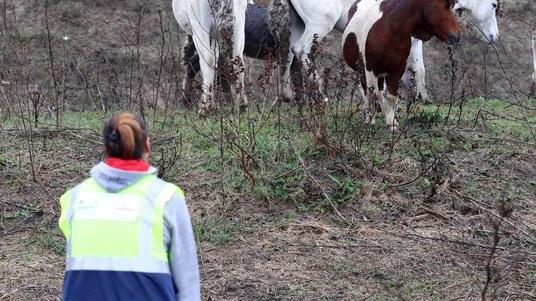 Corsa per salvare i cavalli, in Valle arriverà il fieno. In campo anche la nipote di Silvio Berlusconi
