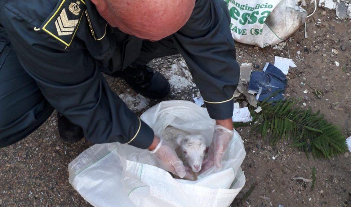 Alghero, tre agnellini gettati vivi in un cassonetto: due sono morti