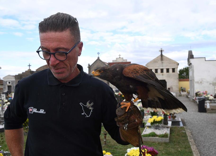 Così i falchi allontanano i piccioni dal cimitero - Video