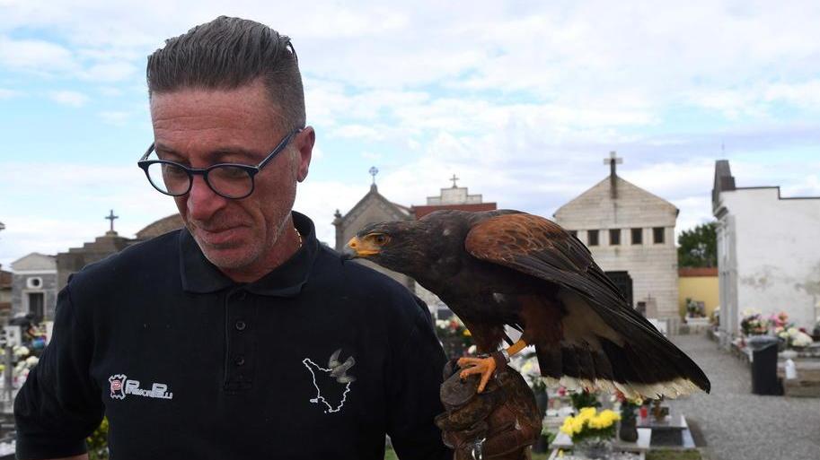 Così i falchi allontanano i piccioni dal cimitero - Video