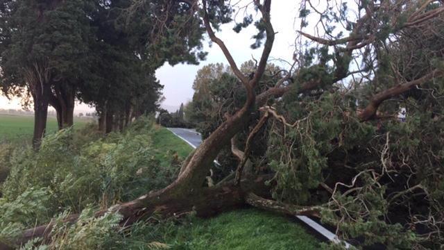 La Castiglionese interrotta per il crollo di un albero